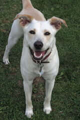 A happy, light-colored dog with pointy ears stands on green grass, looking up at the camera with its mouth open, appearing to smile.
