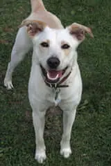 elena the wonder dog