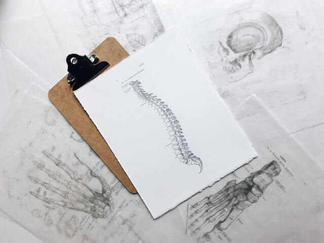 A clipboard holds a paper with a detailed anatomical drawing of a human spine, similar to one a doctor in Los Angeles might use, placed on top of sketches showing the human skull, hand, and foot bones.