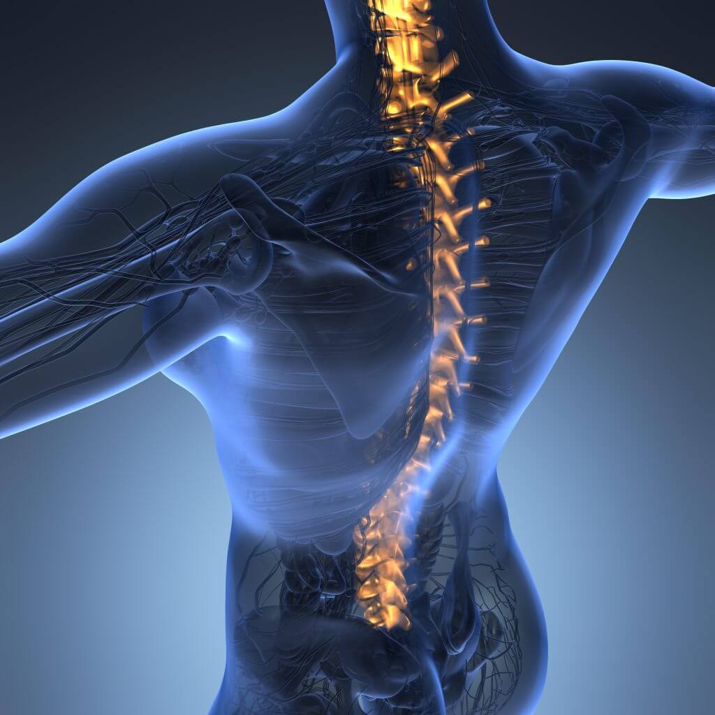 A digital illustration of a human upper body with a transparent effect, highlighting the spine in glowing orange to show the vertebrae and spinal structure.