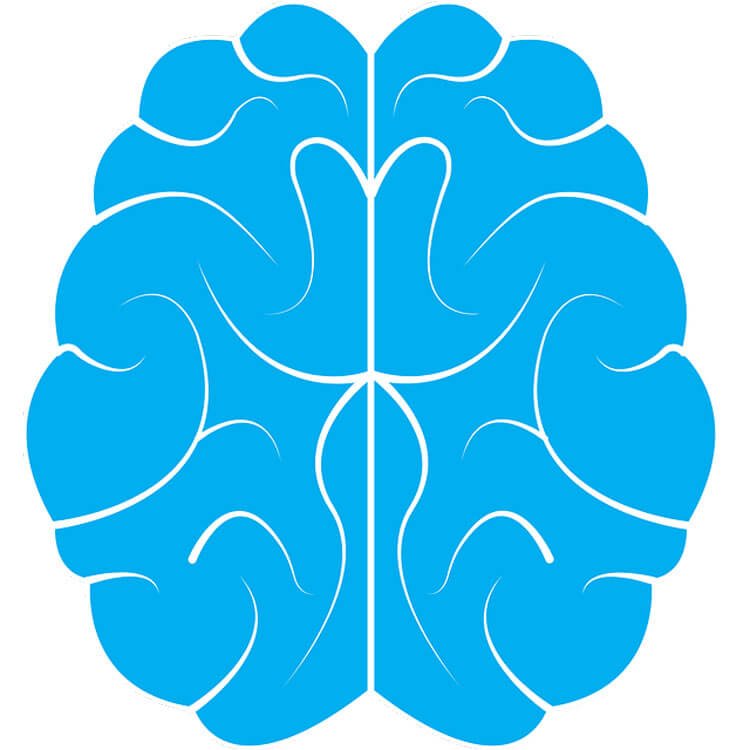 A simple, stylized blue illustration of a human brain viewed from above, showing symmetrical left and right hemispheres with curved lines representing folds
