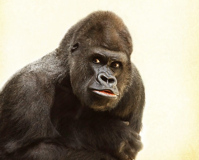 A close-up of a gorilla with dark fur, looking slightly to the side against a light, neutral background. The gorilla’s expression appears calm and contemplative.
