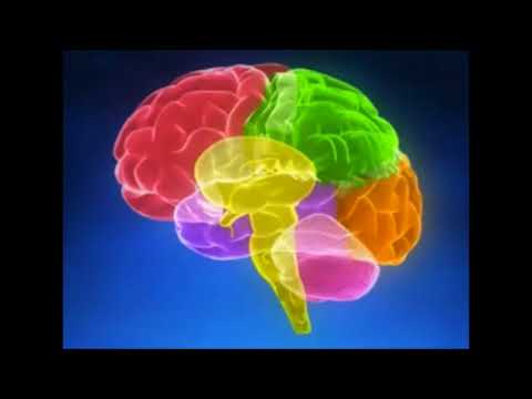 A digital illustration of a human brain displays various regions in red, green, yellow, orange, and pink—each color highlighting a specific section—set against a dark blue background.