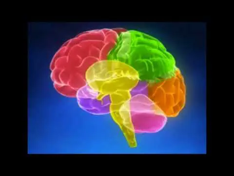 A digital illustration of a human brain displays various regions in red, green, yellow, orange, and pink—each color highlighting a specific section—set against a dark blue background.